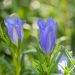 3489_10230_Gentiana_pneumonanthe_sinine_emajuur.jpg