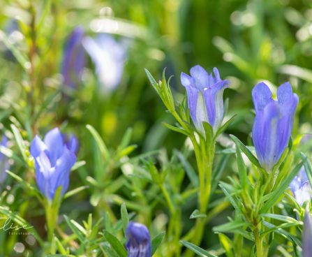 3489_10231_Gentiana_pneumonanthe_sinine_emajuur._2.jpg