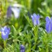 3489_10231_Gentiana_pneumonanthe_sinine_emajuur._2.jpg