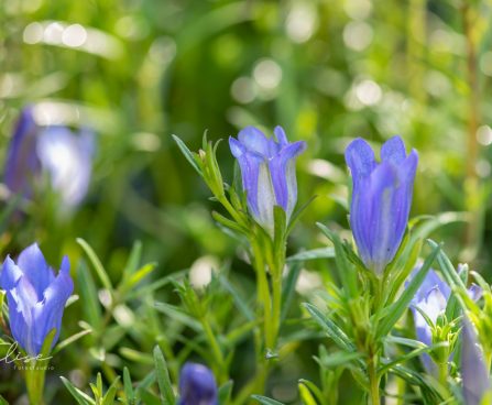3489_10232_Gentiana_pneumonanthe_sinine_emajuur.jpg