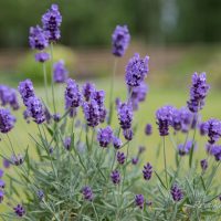 3491_10227_Lavandula_angustifolia_Hidcote_Blue__3.JPG