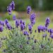 3491_10227_Lavandula_angustifolia_Hidcote_Blue__3.JPG