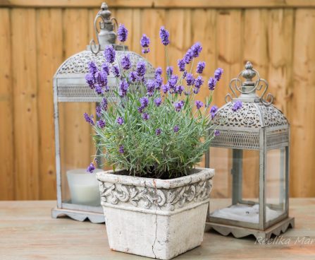 3491_10228_Lavandula_angustifolia_Hidcote_Blue_.JPG