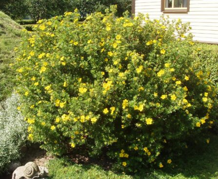 Potentilla põõsasmaran Goldfinger Foto:R.M.JPG