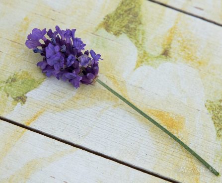 3491_10229_Lavandula_angustifolia_Hidcote_Blue__2.JPG