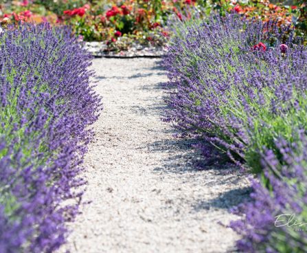 3491_10709_Lavandula_angustifolia_lavendel_2.jpg