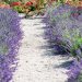 3491_10709_Lavandula_angustifolia_lavendel_2.jpg