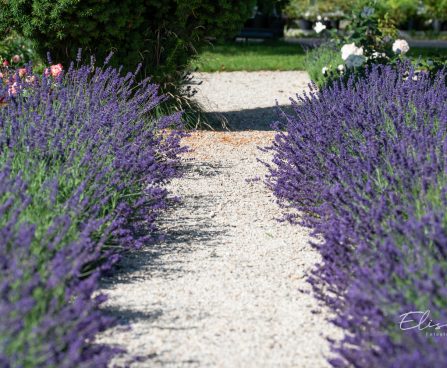 3491_10710_Lavandula_angustifolia_lavendel_3.jpg