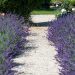 3491_10710_Lavandula_angustifolia_lavendel_3.jpg