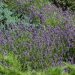 3491_10873_Lavandula_angustifolia_lavendel_5.jpg
