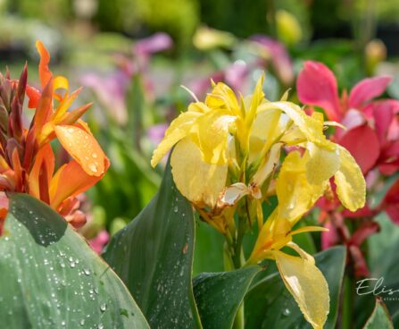 3492_10246_Canna_kanna.jpg