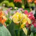 3492_10247_Canna_mix_kanna.jpg