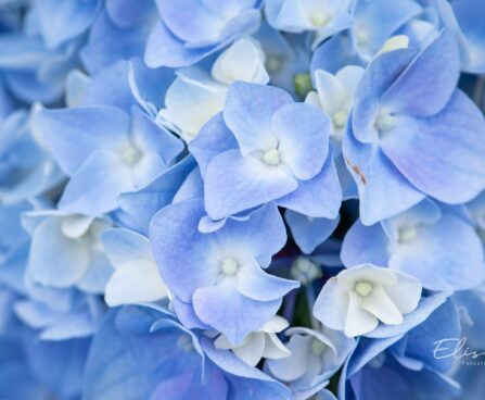 3497_10436_Hydrangea_macrophylla_Early_Blue__suureleheline_hortensia.jpg