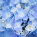 3497_10436_Hydrangea_macrophylla_Early_Blue__suureleheline_hortensia.jpg
