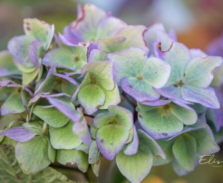 3497_10555_Hydrangea_macrophylla_Early_Blue_suureleheline_hortensia.jpg