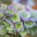 3497_10555_Hydrangea_macrophylla_Early_Blue_suureleheline_hortensia.jpg