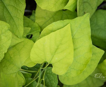 3500_10517_Aristolochia_manshuriensis_manzuuria_tobivaat.jpg