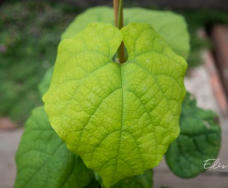 3500_10518_Aristolochia_manshuriensis_manzuuria_tobivaat_3.jpg