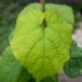 3500_10518_Aristolochia_manshuriensis_manzuuria_tobivaat_3.jpg