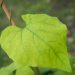 3500_10519_Aristolochia_manshuriensis_manzuuria_tobivaat_4.jpg