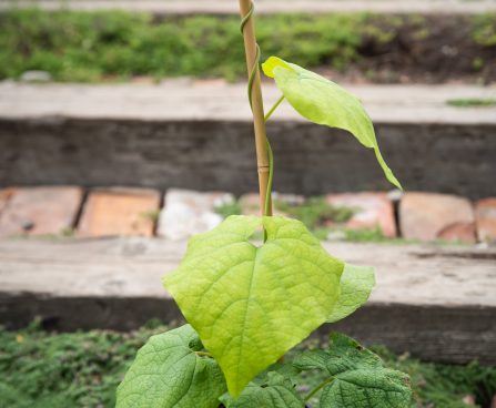 3500_10520_Aristolochia_manshuriensis_manzuuria_tobivaat_2.jpg