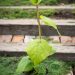 3500_10520_Aristolochia_manshuriensis_manzuuria_tobivaat_2.jpg