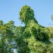 3500_10719_Aristolochia__tobivaat.jpg