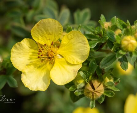 87_9686_Potentilla_fruticosa_harilik_poosasmaran_.jpg