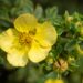 87_9686_Potentilla_fruticosa_harilik_poosasmaran_.jpg