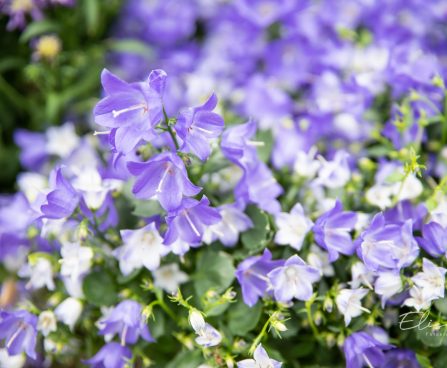 3504_10533_Campanula_Spring_Bell_kellukas.jpg