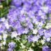 3504_10533_Campanula_Spring_Bell_kellukas.jpg