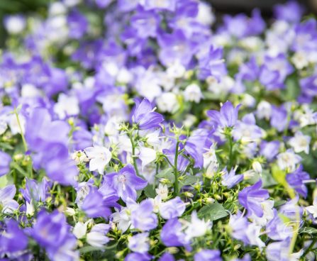 3504_10534_Campanula_Spring_Bell_kellukas_2.jpg