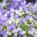 3504_10534_Campanula_Spring_Bell_kellukas_2.jpg