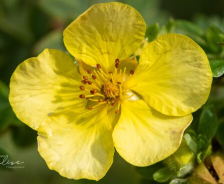 87_9687_Potentilla_fruticosa_harilik_poosasmaran__2.jpg