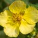 87_9687_Potentilla_fruticosa_harilik_poosasmaran__2.jpg