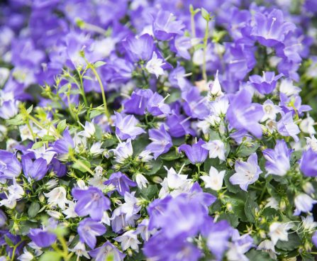 3504_10535_Campanula_Spring_Bell_kellukas_3.jpg