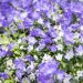 3504_10535_Campanula_Spring_Bell_kellukas_3.jpg