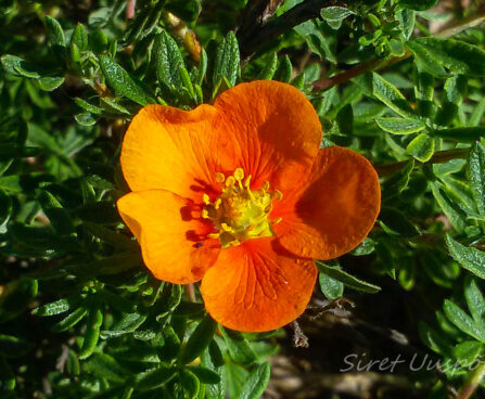 89_7373_Potentilla_fruticosa_Hopleys_Orange.JPG