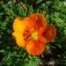 89_7373_Potentilla_fruticosa_Hopleys_Orange.JPG