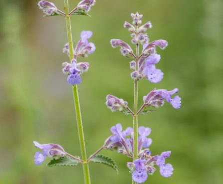 3524_11033_Nepeta_faassenii_Walkers_Low_naistenoges.jpg