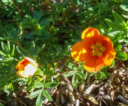 89_7374_Potentilla_fruticosa_Hopleys_Orange.JPG