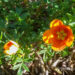 89_7374_Potentilla_fruticosa_Hopleys_Orange.JPG