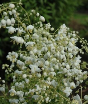 3531_10584_Thalictrum_delavayi_Album_delavay_angelhein_.jpg