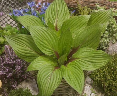 3537_10755_Hosta_First_Blush_-D-.jpg