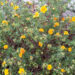 89_7375_Potentilla_fruticosa_Hopleys_Orange.JPG