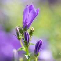 3550_10967_Campanula_Get_Mee_kellukas_3.jpg