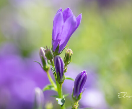 3550_10967_Campanula_Get_Mee_kellukas_3.jpg