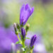 3550_10967_Campanula_Get_Mee_kellukas_3.jpg