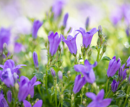 3550_10968_Campanula_Get_Mee_kellukas_2.jpg