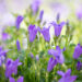 3550_10968_Campanula_Get_Mee_kellukas_2.jpg